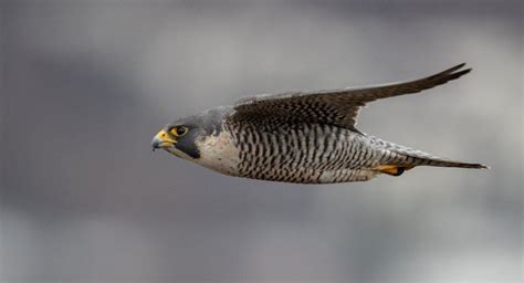 Peregrine Falcon Bird Facts | Falco peregrinus | AZ Animals