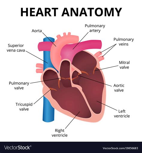 Anatomy of the human heart Royalty Free Vector Image