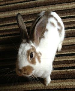 Rabbit Breeds Brown And White - RABBIT BREEDS