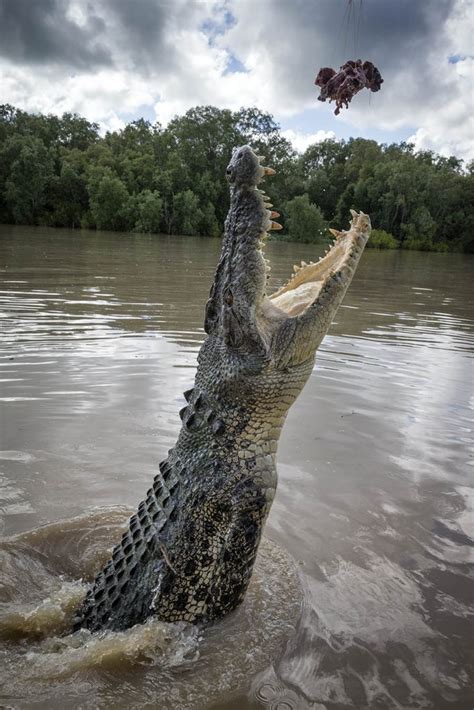 CROC ATTACK JUST WAITING TO HAPPEN. - The Crocodile Chronicles Australia