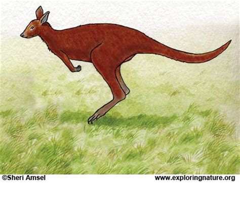 Adaptations of the Kangaroo