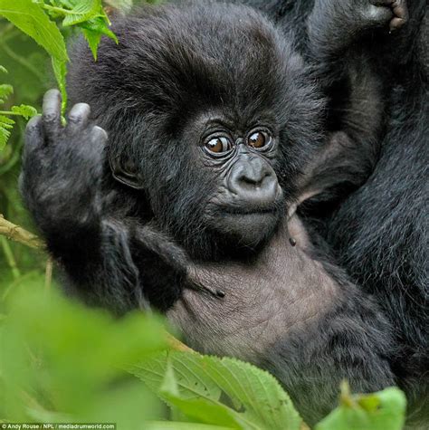 Baby mountain gorilla plays before tumbling into mummy's tummy | Daily ...