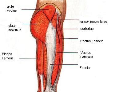 Hip Muscles Pictures and Exercises