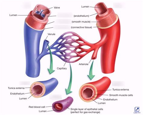 Capillaries Human Diagram