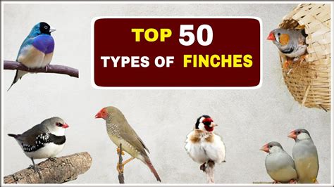 Types Of Finches Different Types Of Finches