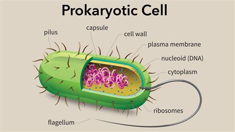 Prokaryotic Cells In Plants - Plant Ideas