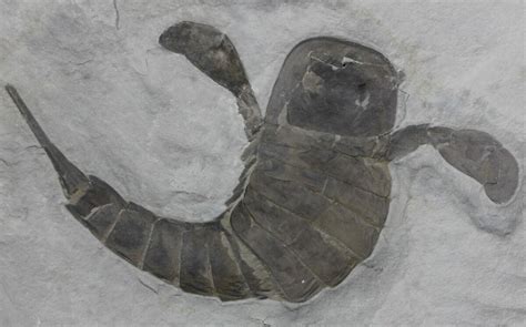 7.6" Eurypterus (Sea Scorpion) Fossil - New York For Sale (#39060 ...