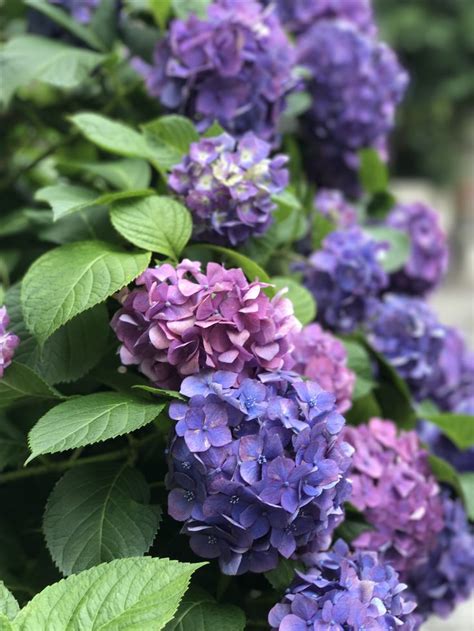 Hydrangea, Japan. | Hydrangea, Flowers, Japan