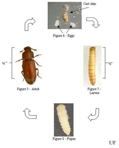 red and confused flour beetles - Tribolium Spp. | Insect species ...