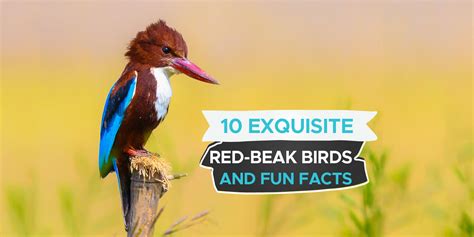 10 Exquisite Birds With Red Beaks [ID & Pictures] - Birdwatching Buzz