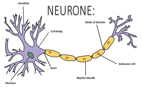 draw a neat and labeled diagram of nerve cell - Science - Cell ...