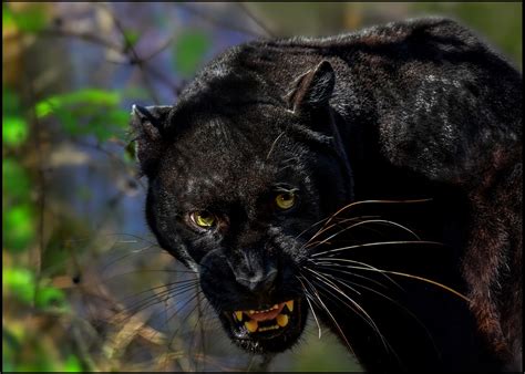 Black Panther Hunting Prey