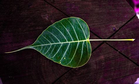 Peepal tree - the sacred fig tree | GEOGRAPHY HOST