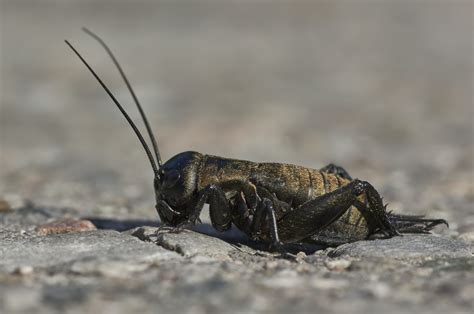 Backyard Biodiversity: Night Sounds | Dogwood AllianceDogwood Alliance