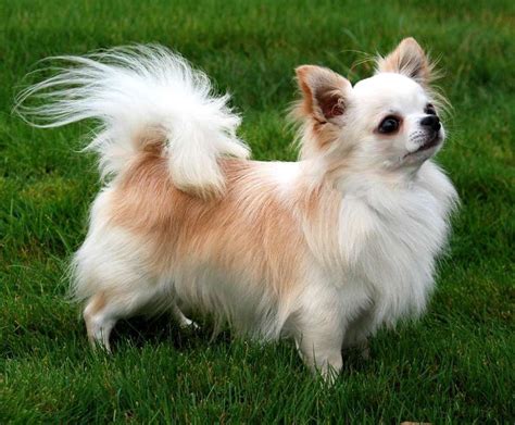 Information About Long Hair Chihuahua Breed | Pets Nurturing