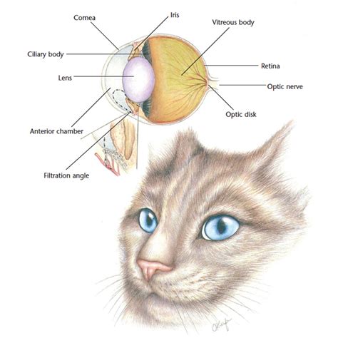 Hills Pet Nutrition | VetCheck Cat Eye Anatomical Diagram