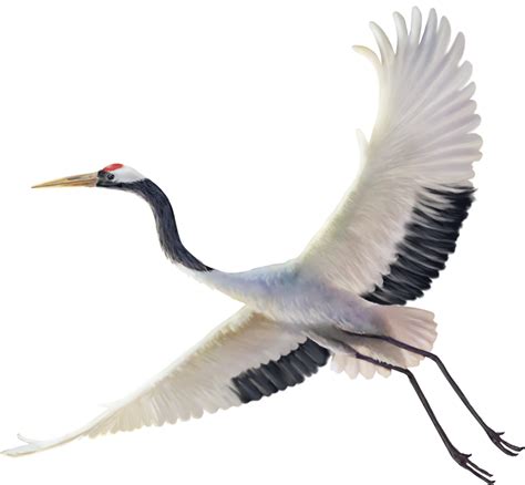 red crowned crane paint 12596667 PNG