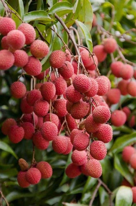 What is Lychee Fruit? - Noshing With the Nolands