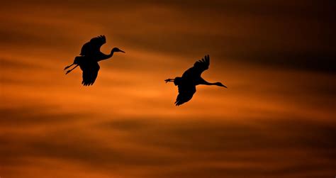 10 Essential Tips for Bird Photography | Skylum Blog