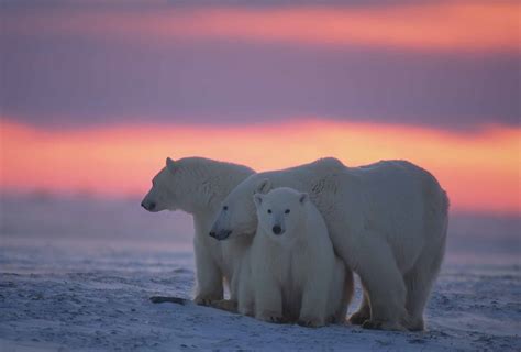 Polar Bear | The Canadian Encyclopedia