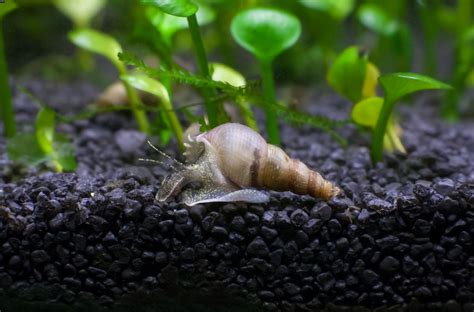 Malaysian Trumpet Snail 101: Detailed Info & Care Tips