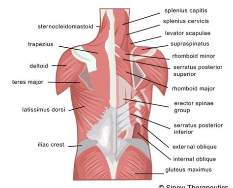 back muscles chart - ModernHeal.com