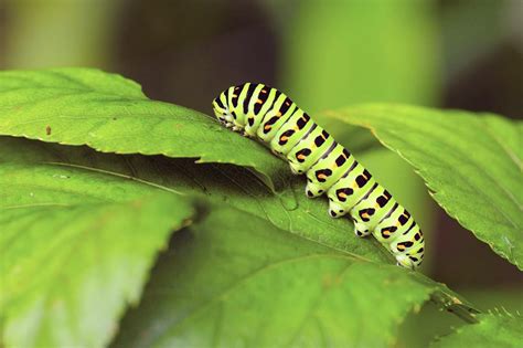 How to Protect Your Flowers From Caterpillar Pests