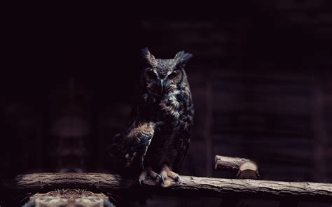 Dark Owl Wallpapers Free Download