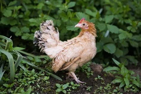 Serama Chicken - Meet The Smallest Bantam Breed In The World