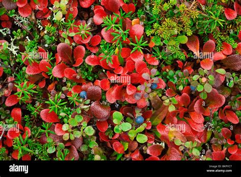 Close-up of tundra plants in Fall colors at Denali National Park ...