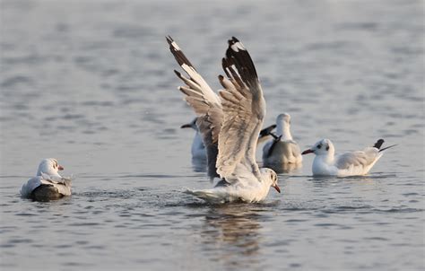 Return of Bird of the Week: Brown-headed Gull | Wickersham's Conscience