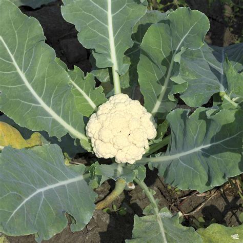 Cauliflower ‘Snowball’ — Green Acres Nursery & Supply