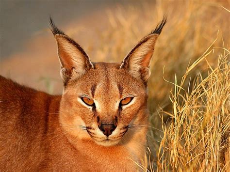 Wild Cats: The Caracal – kimcampion.com