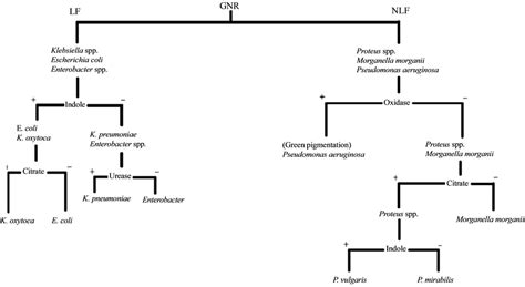 Gram Negative Rod Flow Chart