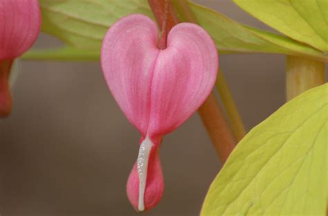 Growing and Caring for Common Bleeding Heart