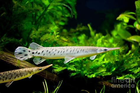 Spotted gar aquarium fishes pair Photograph by Arletta Cwalina | Pixels