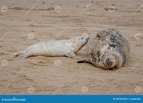 Newborn Grey Seal Pup, Halichoerus Grypus, Suckling from Mother Seal ...