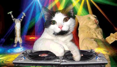 Rave Cat GIFs - Find & Share on GIPHY