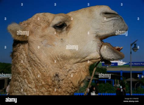 Close up of camel's head showing teeth Stock Photo - Alamy