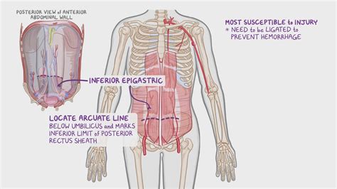 Arcuate Line: What Is It, Clinical Significance, and More | Osmosis