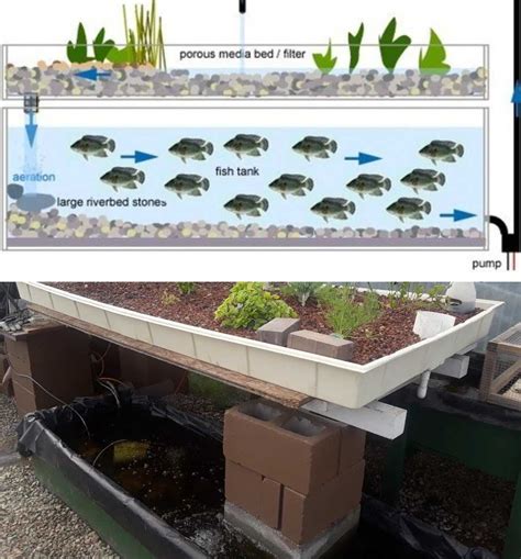 Aquaponic farm with fish - Building aquaponics raft system