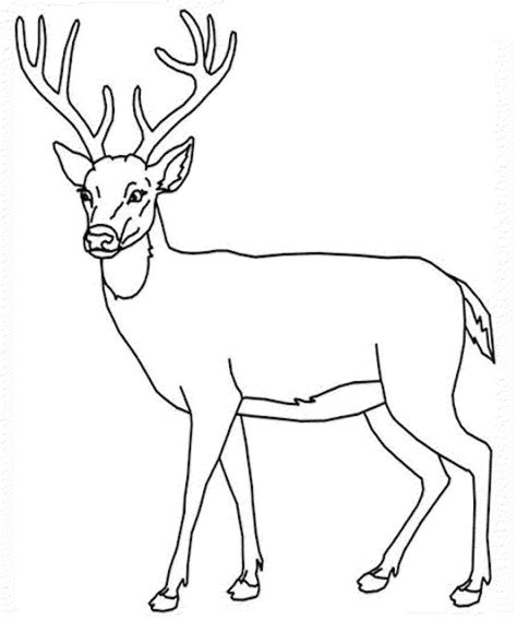 Printable Reindeer Pictures - Printable Word Searches