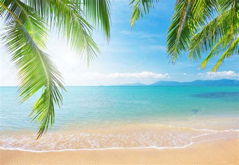 Beach with coconut palm and sea ⬇ Stock Photo, Image by © hydromet #8613539