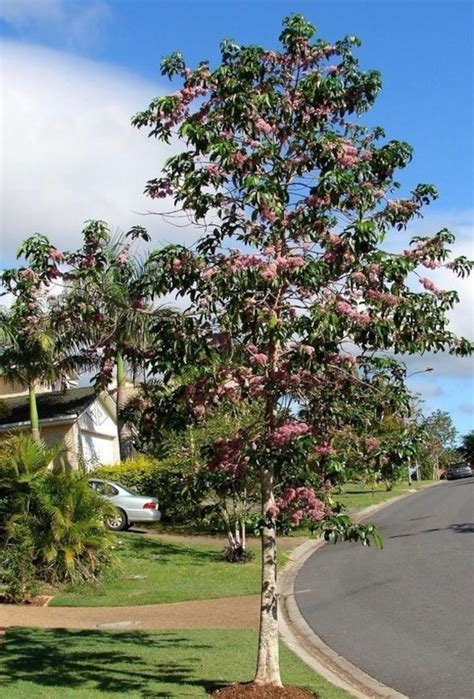 Pink Evodia Tree melicope Elleryana Seeds - Etsy