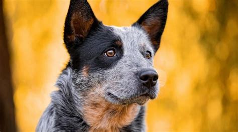 Australian Cattle Dog (Blue Heeler) Breed Info: Facts, Traits, & More