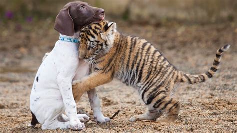 Download Baby Animal Love Hug Dog Tiger Animal Cute 4k Ultra HD Wallpaper