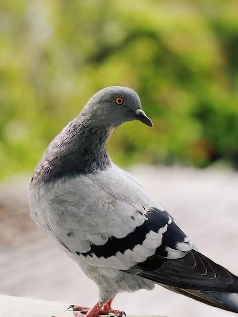 Premium Photo | Burung merpati pigeon