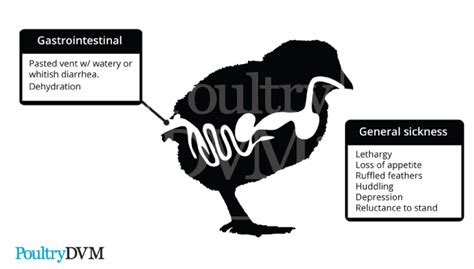 Infectious bursal disease in Chickens