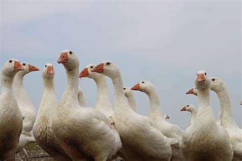 South Dakota is home to largest goose producer in the U.S. - Agweek ...