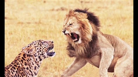 Lion and Leopard Fights - YouTube